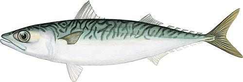 7005 Mackerel, Northern 5lb Aylesworth's Fish and Bait
