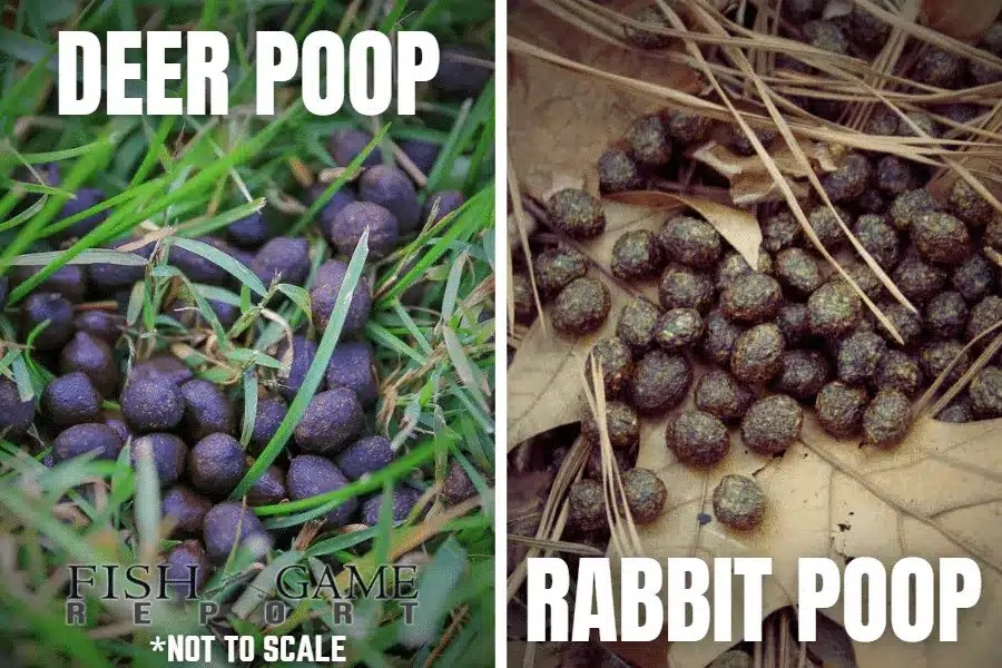 Rabbit Poop vs. Deer Poop Spot the Difference Fish and Game Report