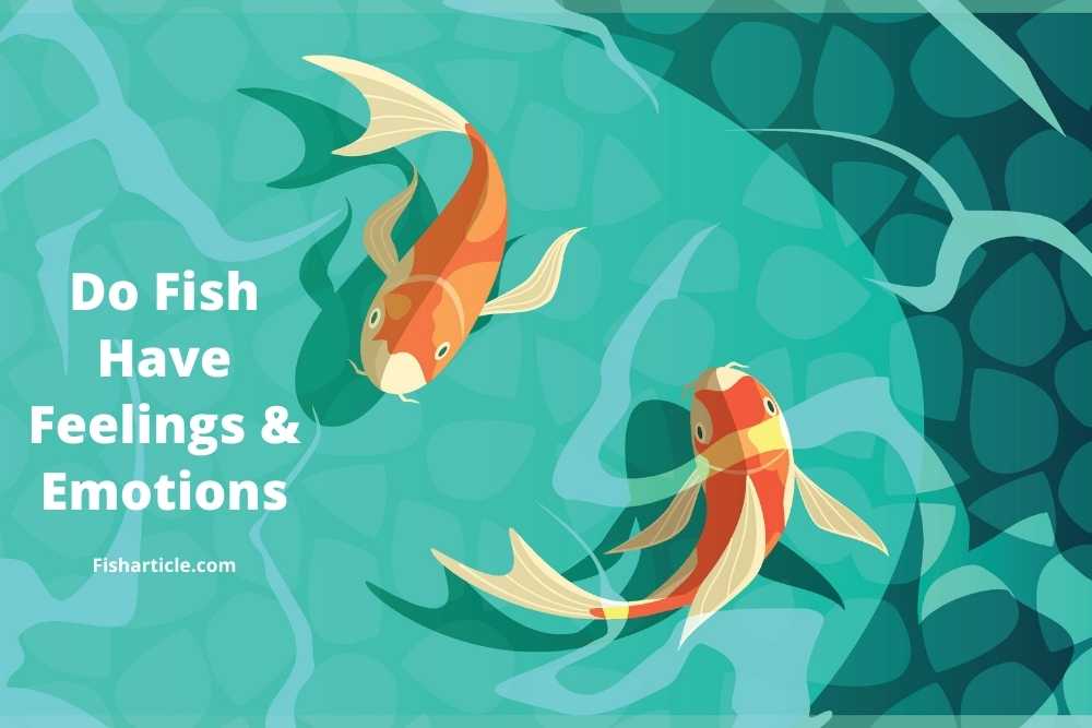 Do Fish Have Feelings And Emotions? Fish Article