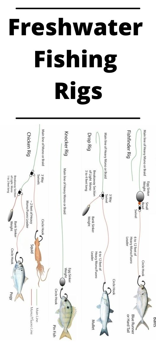 Freshwater Fishing Rigs Guide Fishbasics
