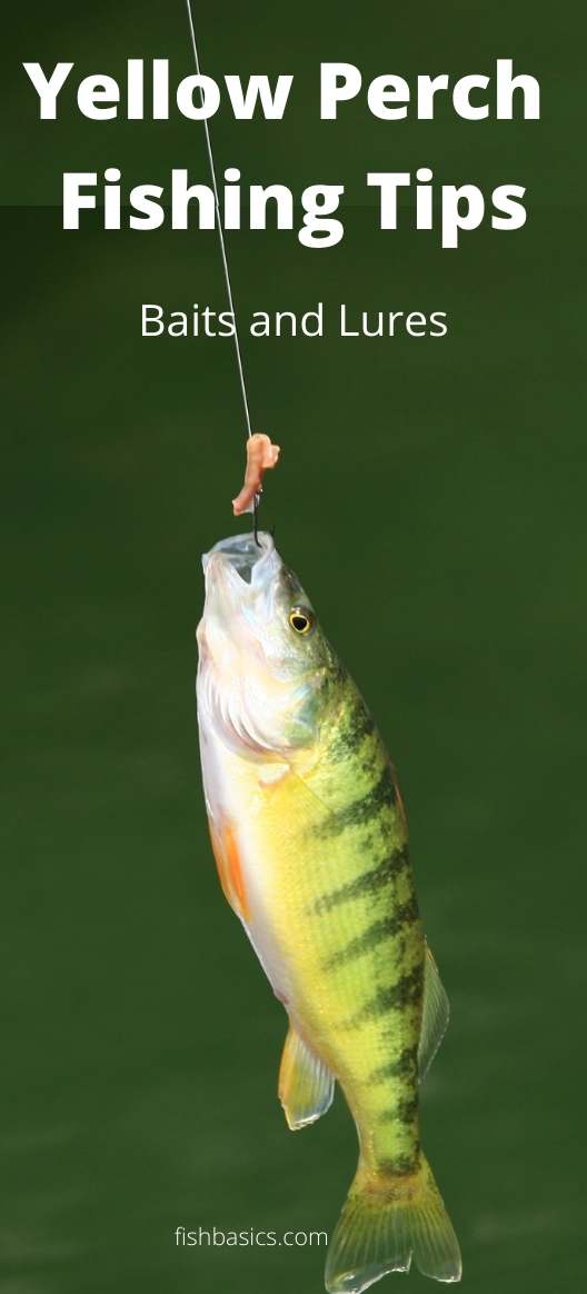 Yellow Perch Fishing Tips, Baits, Lures Fishbasics