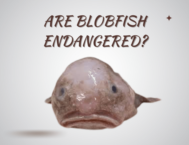 Muskellunge Fish Facts Fishbasics(023)