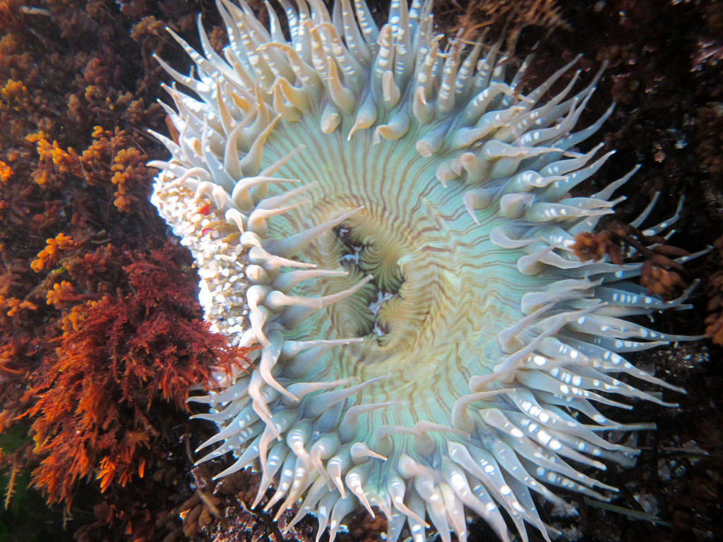 Flowers of the sea FISHBIO Fisheries Research, Monitoring, and
