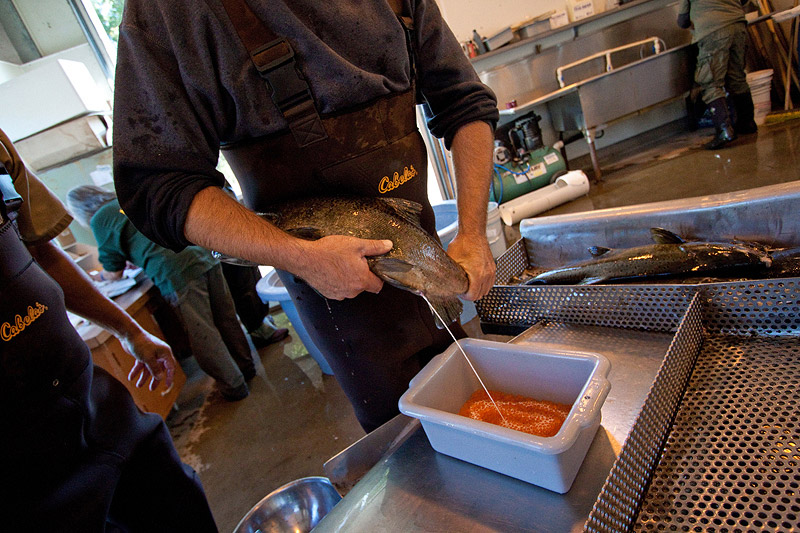 A salmon production...