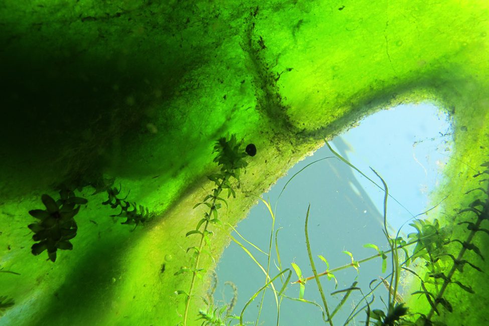 The Rise of Harmful Algal Blooms