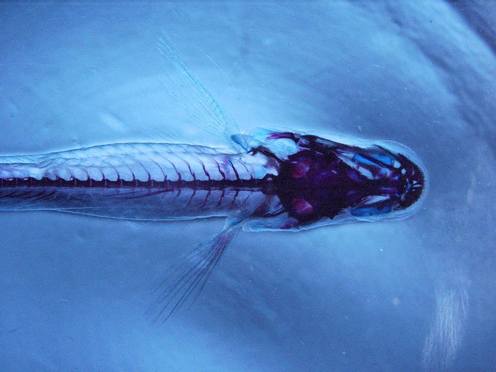 Flashback Friday Fish Arthritis FISHBIO Fisheries Consultants