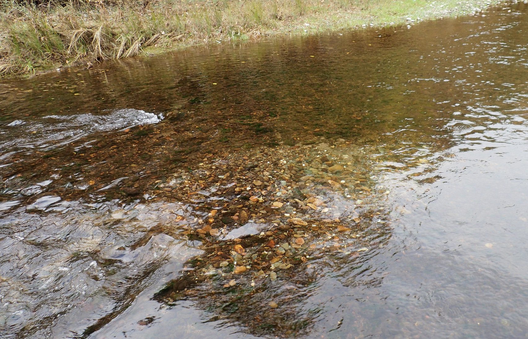 Spotting Redds The Art of Biology FISHBIO Fisheries Consultants