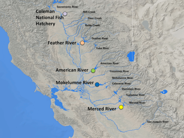 Clips and Codes Salmon Hatcheries — Flashback Friday FISHBIO