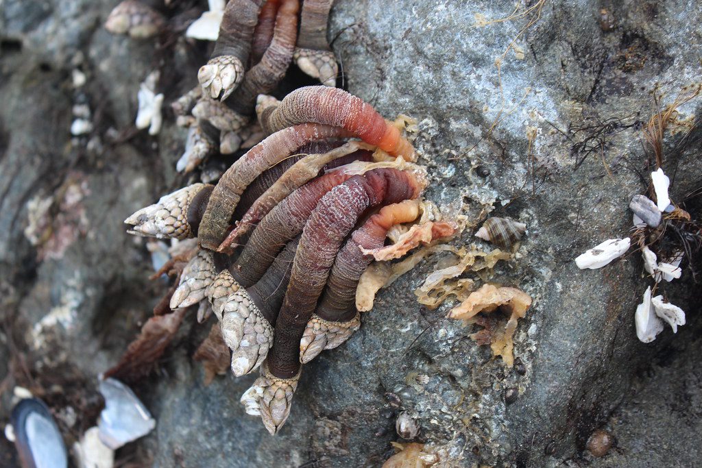 Gooseneck Barnacles — Flashback Friday FISHBIO Fisheries Consultants