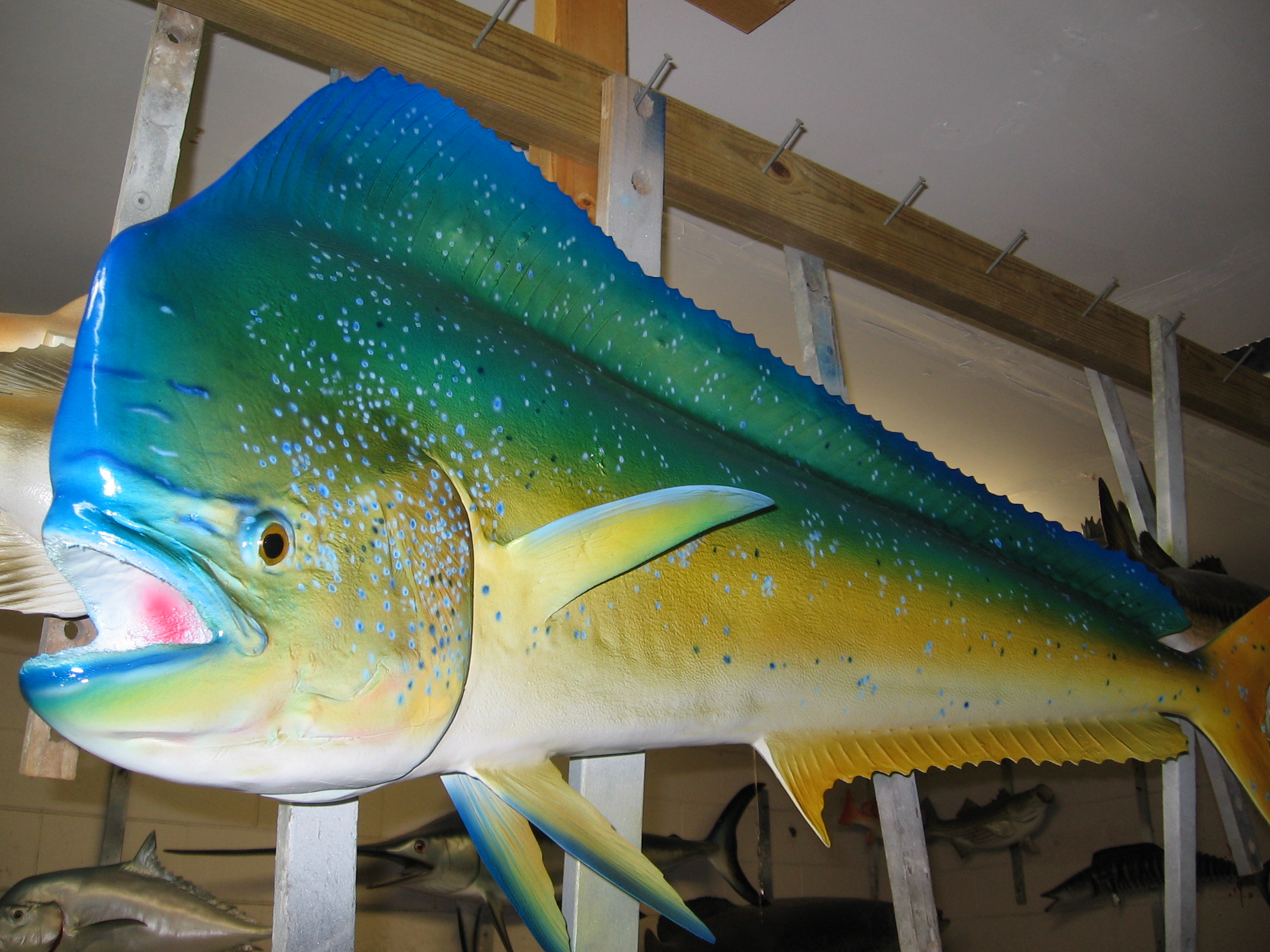 Fish Blanks, Lake Helen, FL Unique Species Inc.