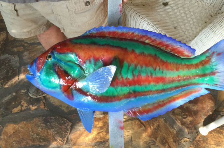 Fish Replica, Lake Helen, FL Unique Species Inc.