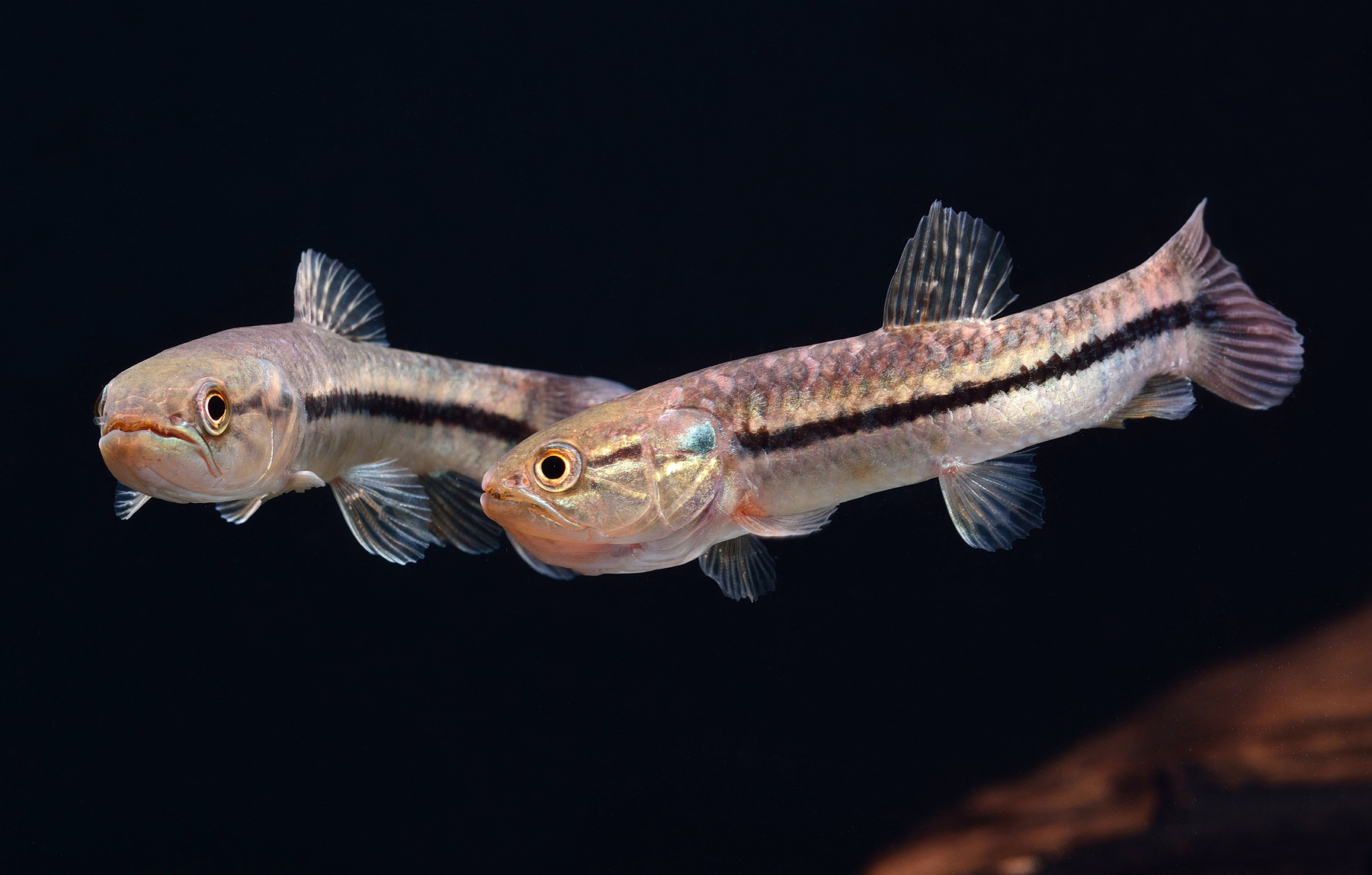 小型牙魚的世界 FISHBOOK
