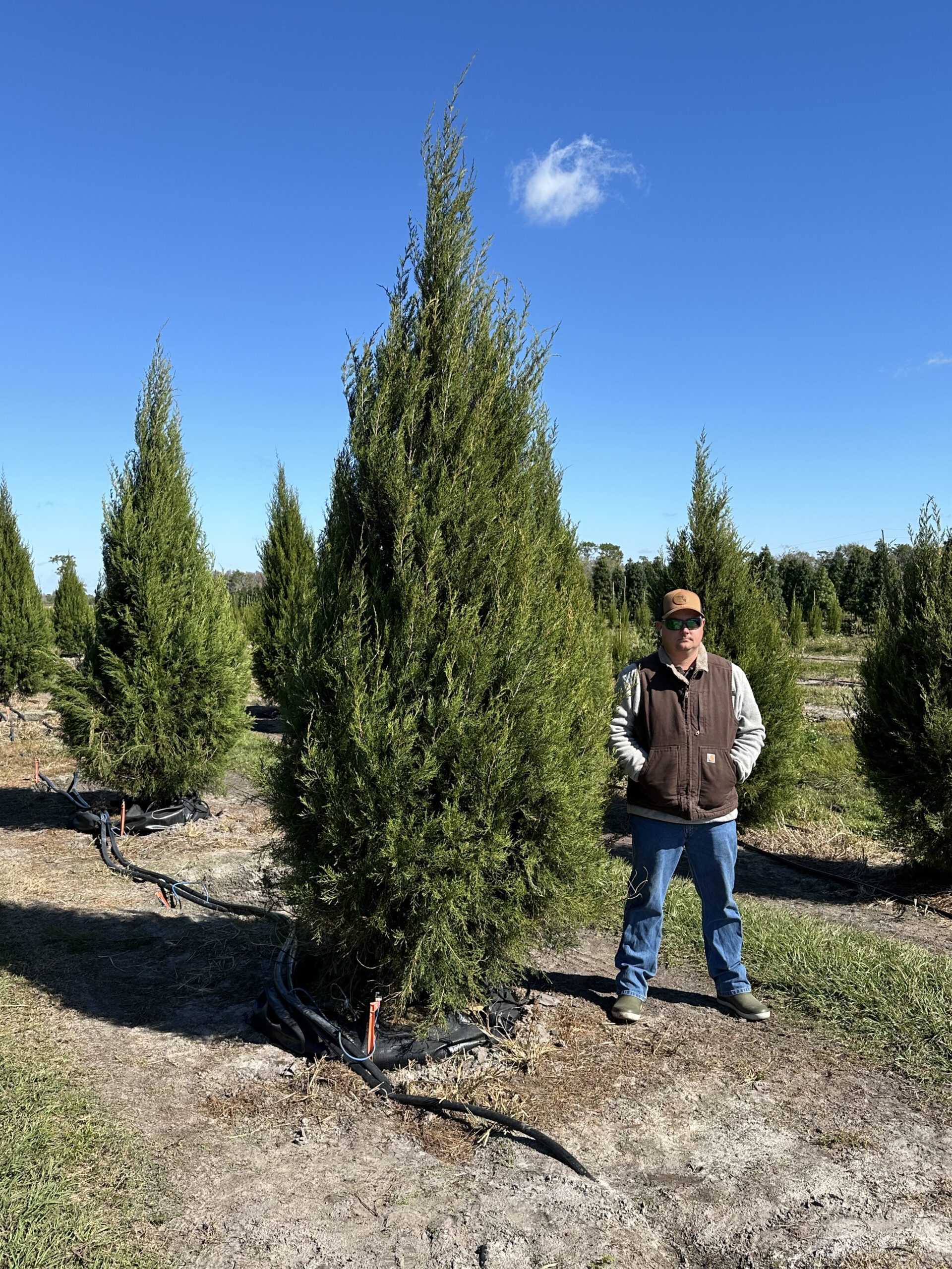 Fuzzy Wuzzy™ Red Cedar Fish Branch Tree Farm