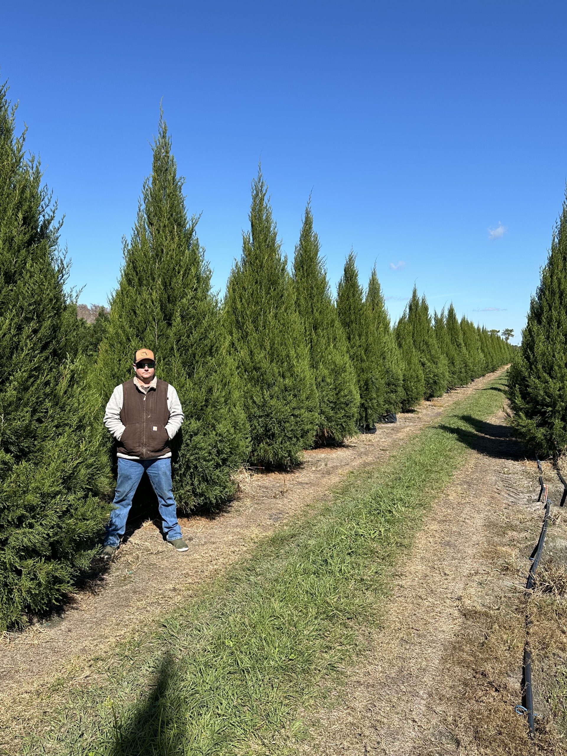 Fuzzy Wuzzy™ Red Cedar Fish Branch Tree Farm