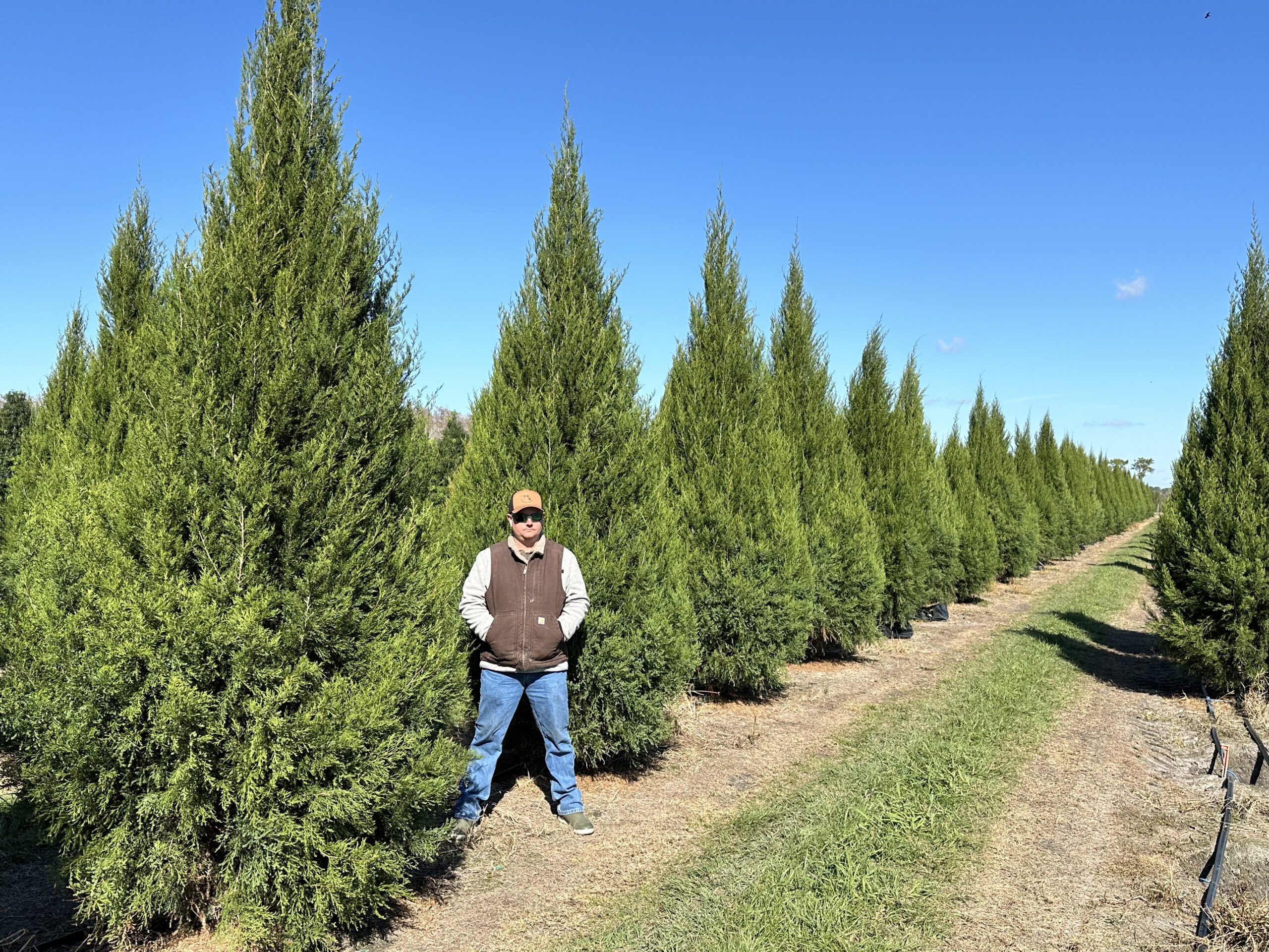 Fuzzy Wuzzy™ Red Cedar Fish Branch Tree Farm