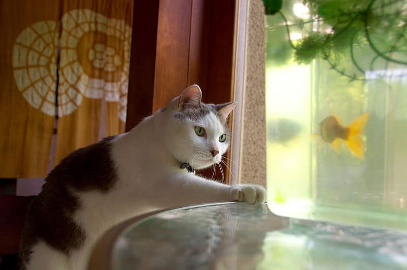 6 Best Cat Proof Fish Tank Fish Camp Rehab