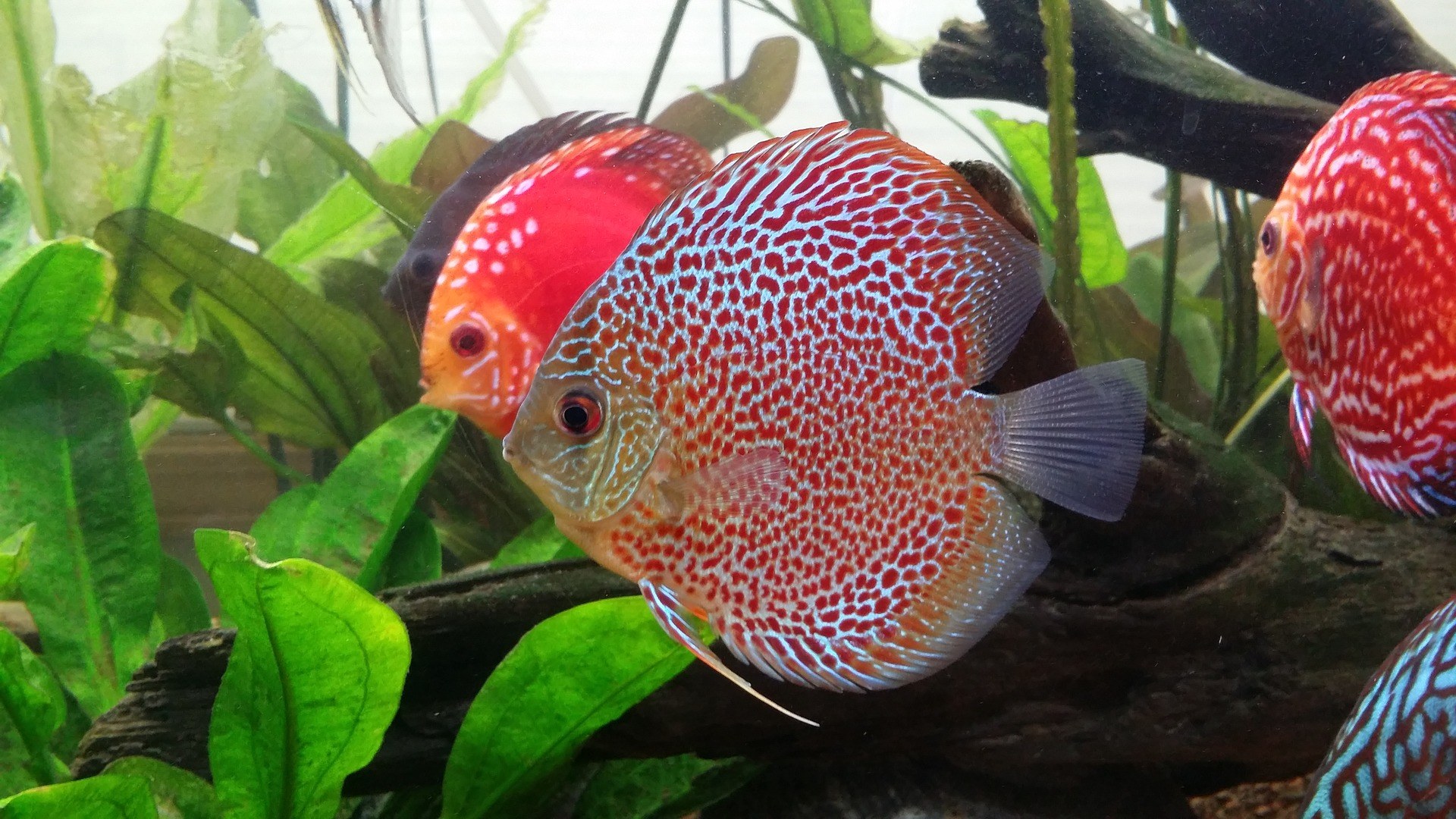 Discus Fish Guide Fish Care Guide