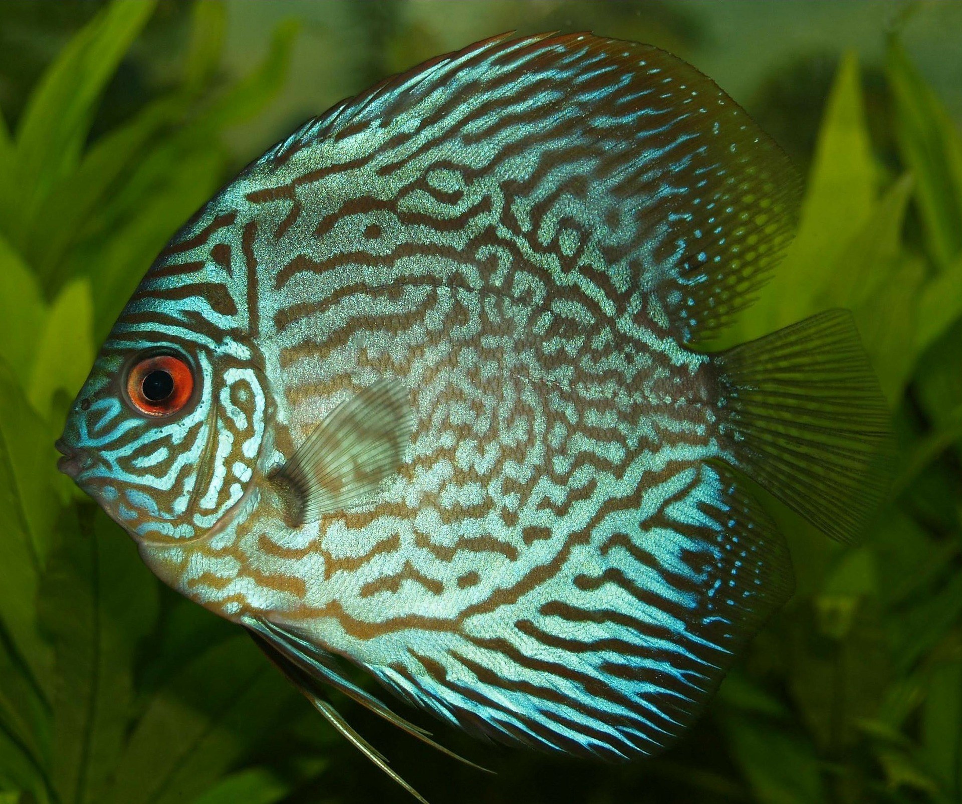Discus Fish Guide Fish Care Guide