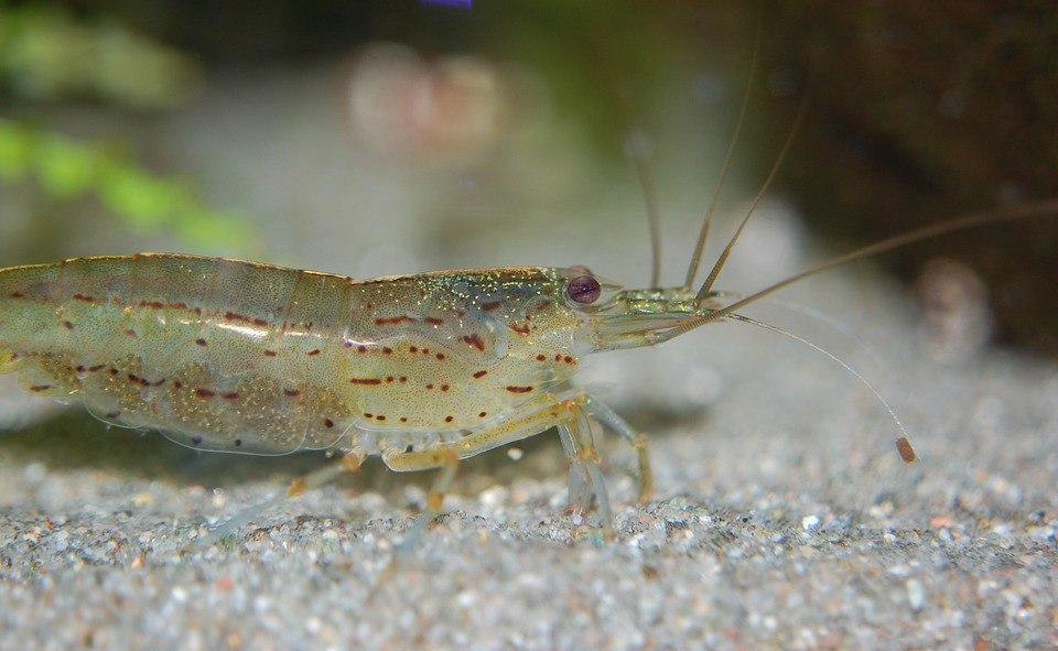Ghost Shrimp Guide Fish Care Guide