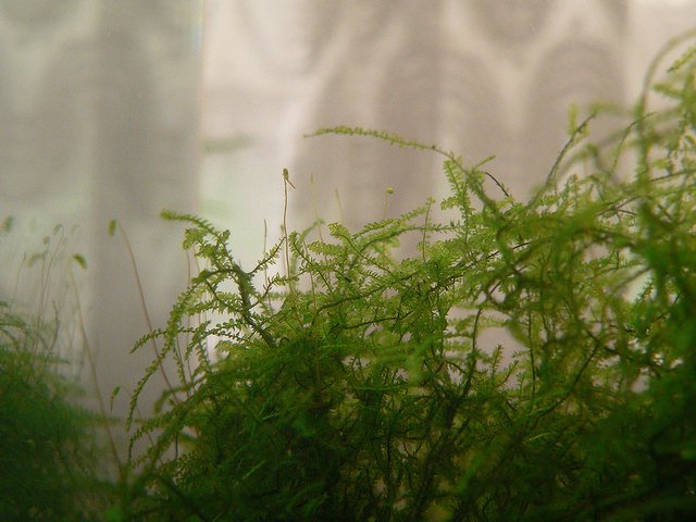 Java Moss Carpet Carpet Vidalondon