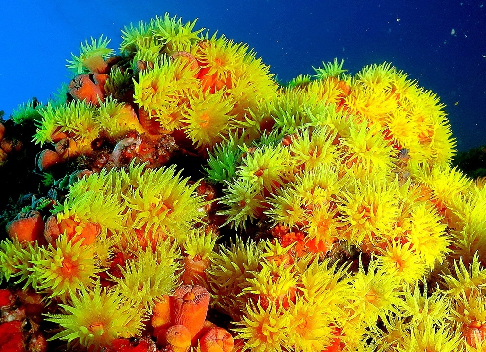 Everything You Need To Know About Zoanthids Fish Care Guide