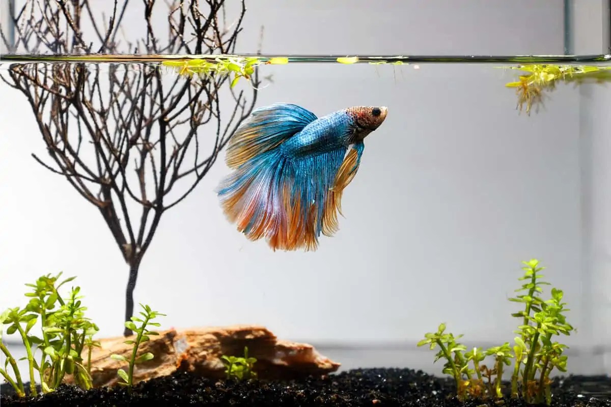 How To Care For A Betta FishA Beginners Guide Fish Caring Basics