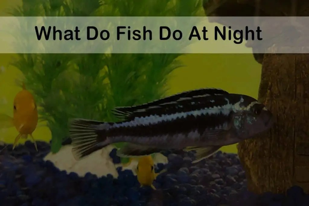 What Do Fish Do at Night Fish Caring Basics