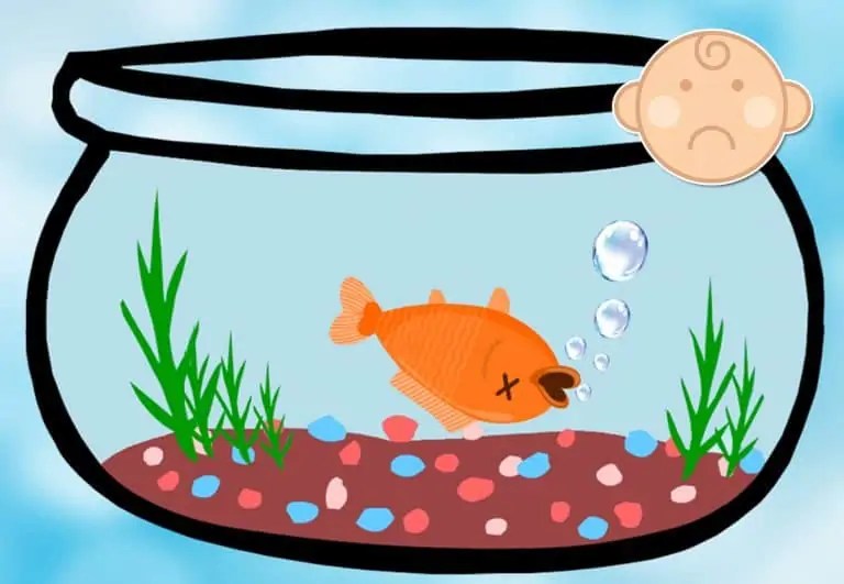 Why Do Fish Die After Changing The Water Fish Caring Basics