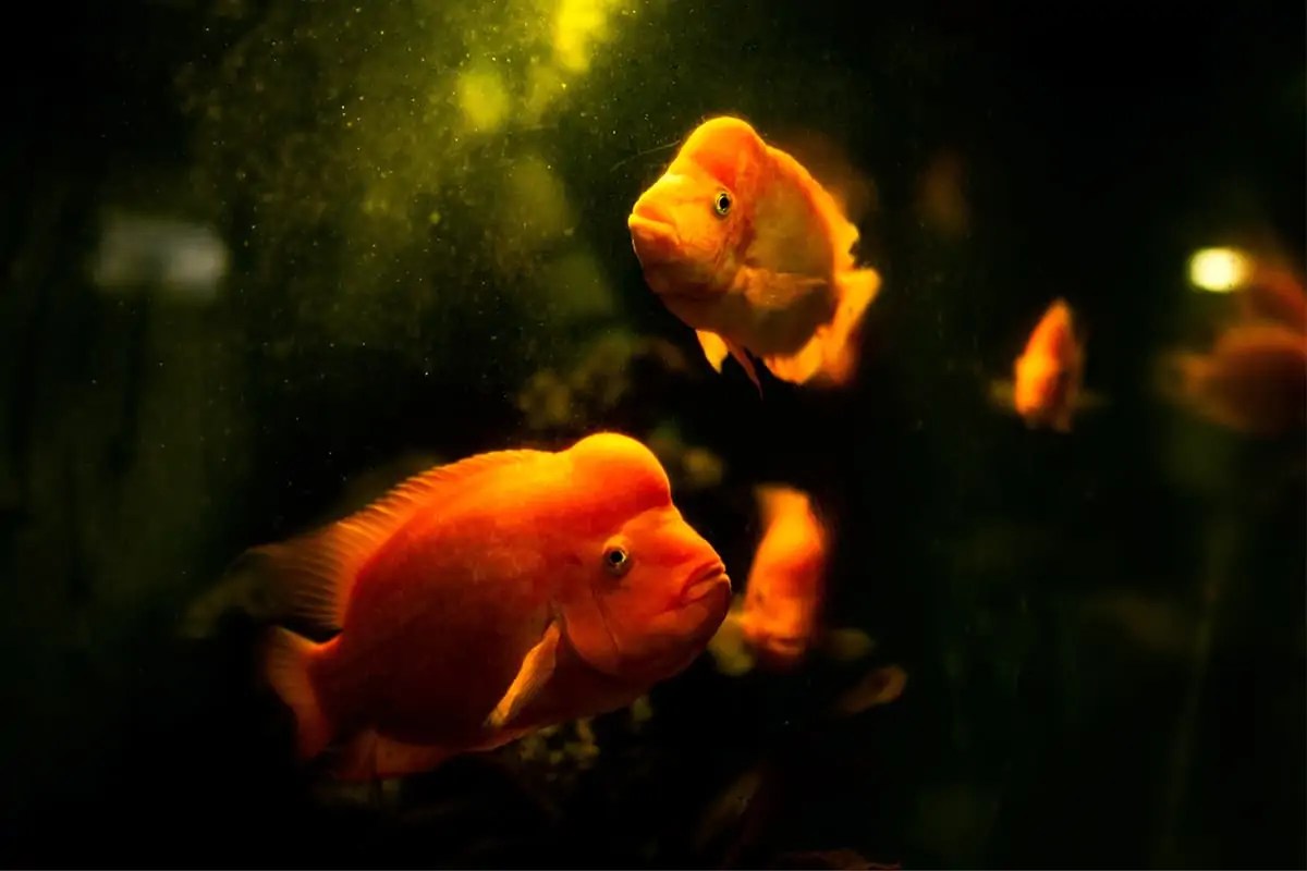 Will A Filter Clear Cloudy Water in A Fish Tank? Fish Caring Basics