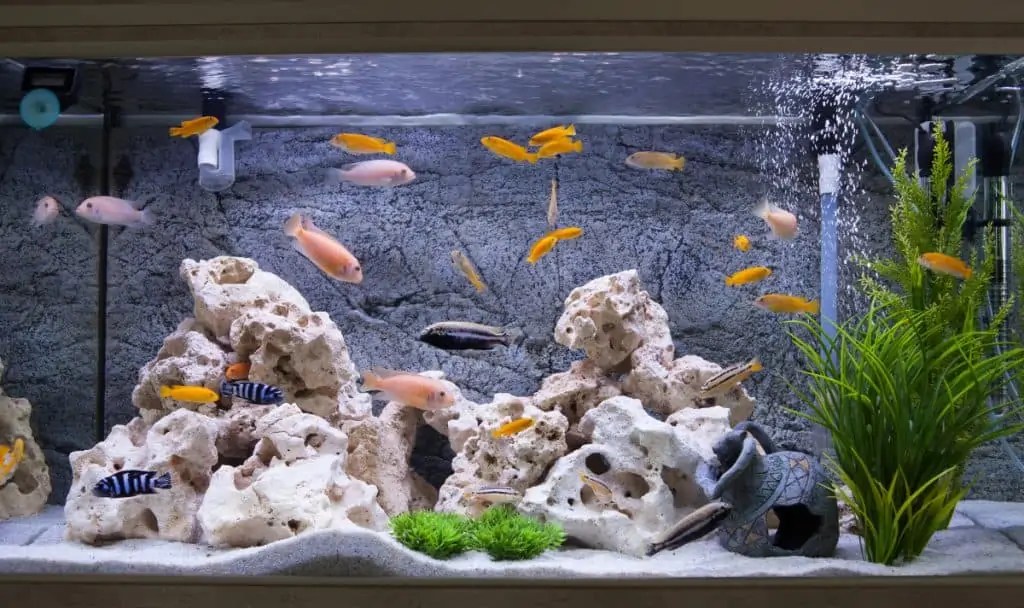 How Many Fish Can You Have In 29 Gallon TankThis Much! Fish Caring
