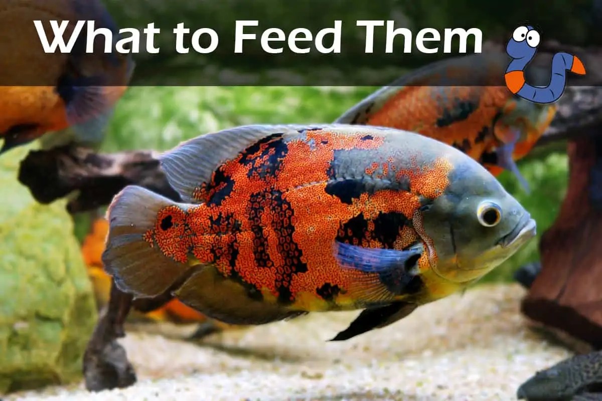 Oscar Fish, What to Feed Them Fish Caring Basics