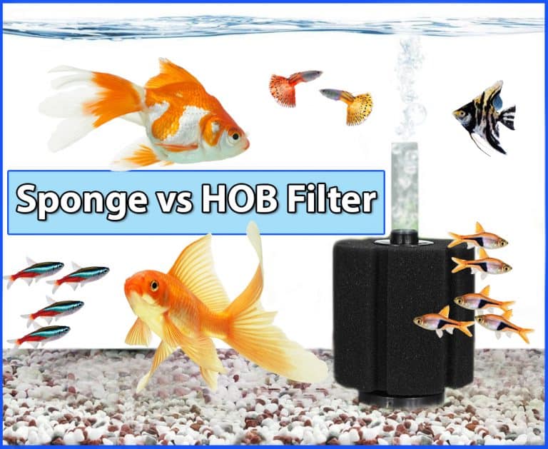 Sponge Filter vs HOB Filter, Which Is The Most Fish