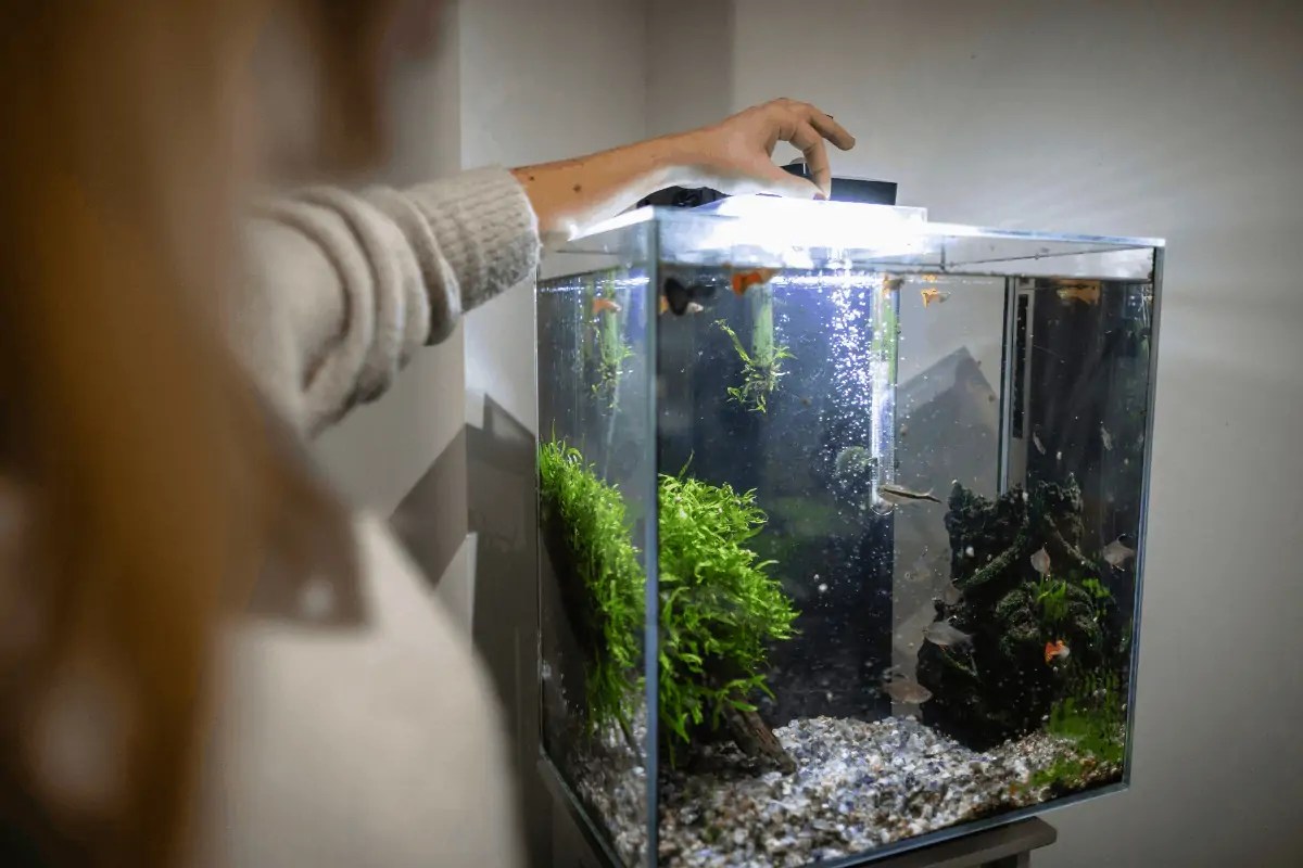 What is Fish’s Favorite Food? Fish Caring Basics