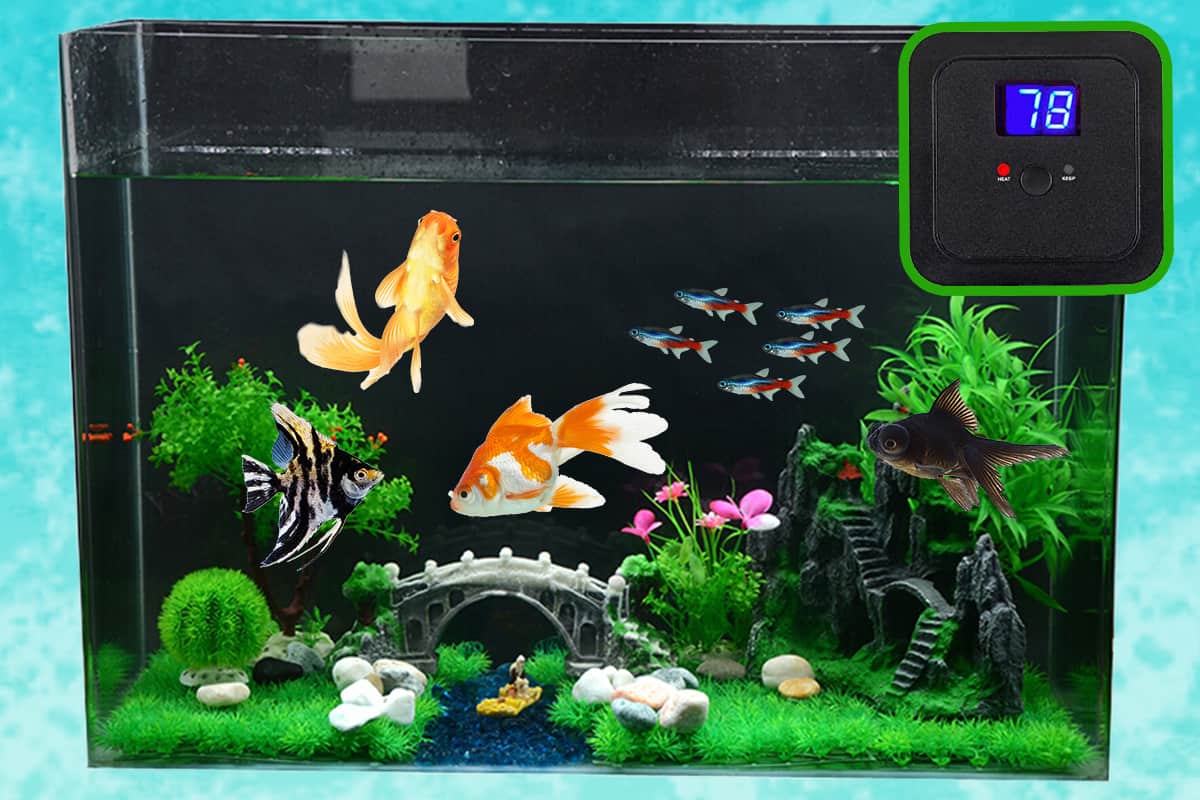 How Long Does It Take To Heat The Average Fish Tank Fish Caring Basics