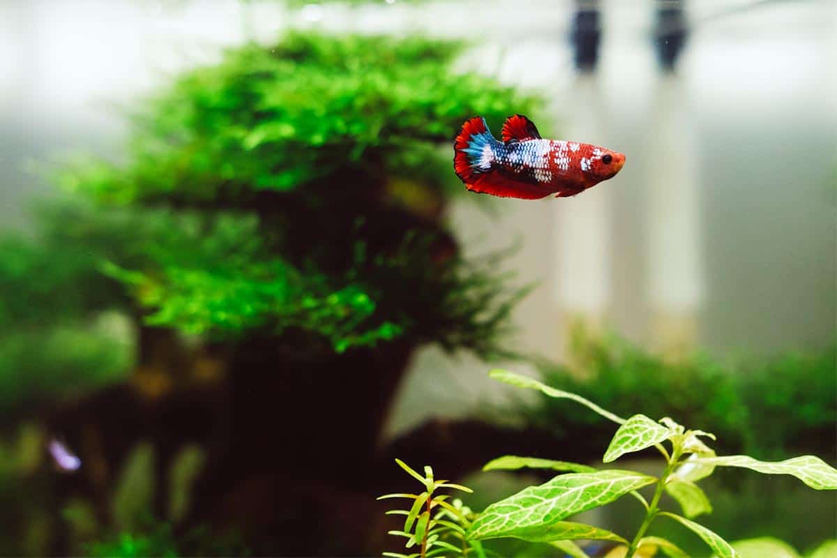 Best Live Plants For Betta FishUpdate Your Fish Tank Fish Caring Basics