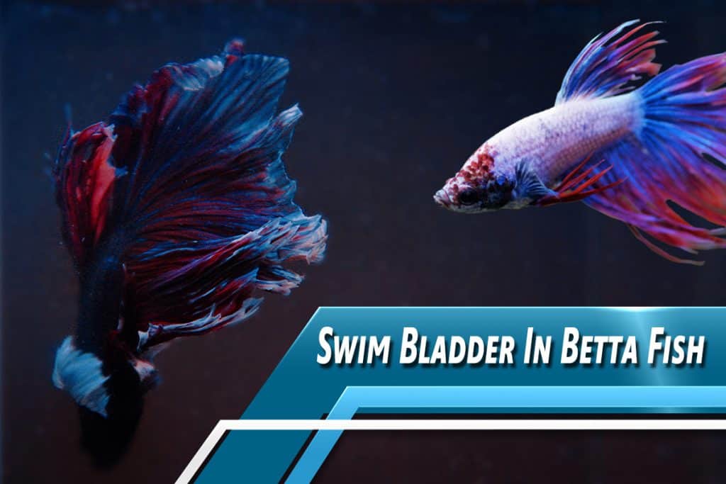 How To Treat Swim Bladder In Betta Fish Fish Caring Basics