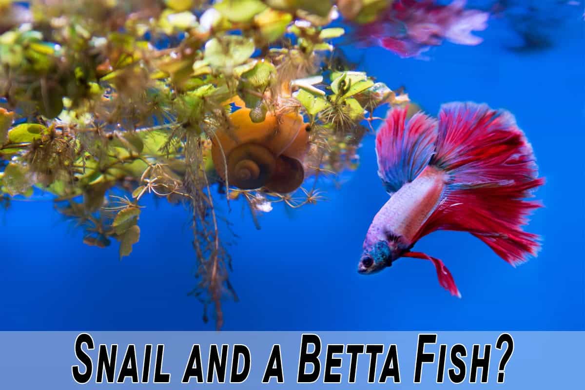 Can Snails Kill a Betta Fish?Let Find Out! Fish Caring Basics