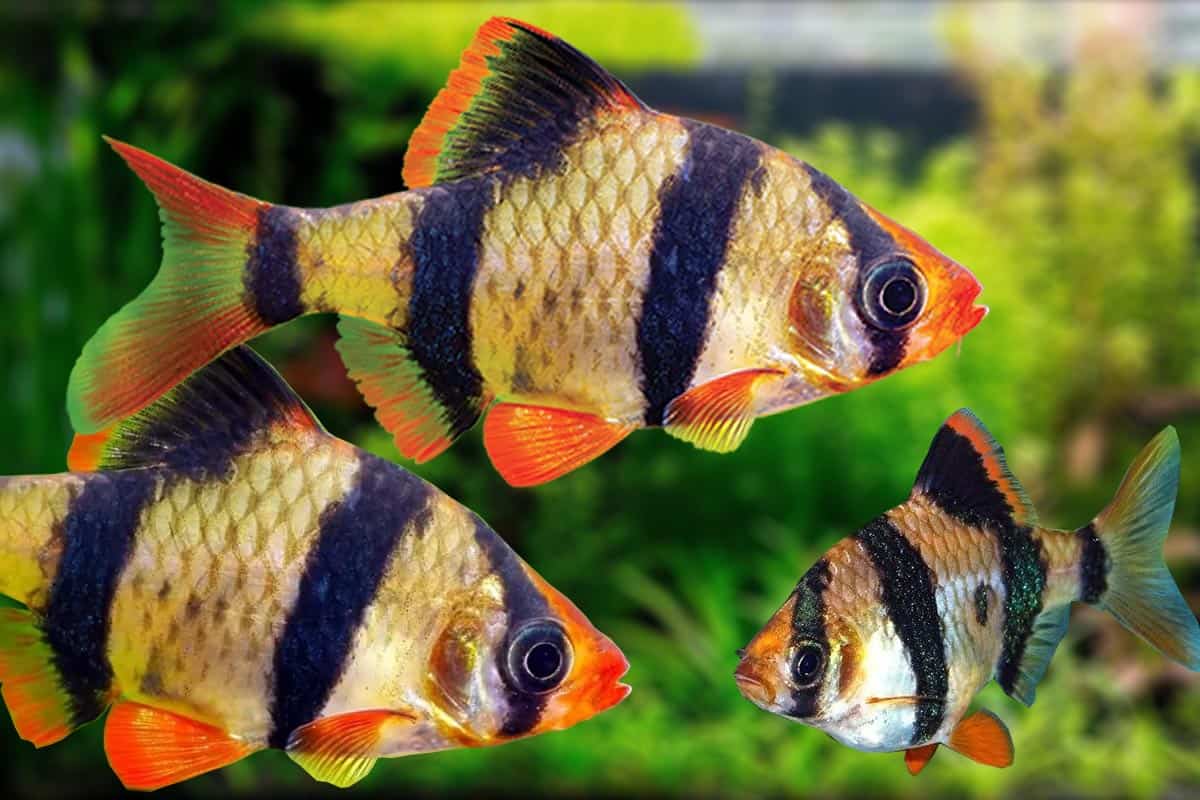 How To Care For Tiger Barb Fish Fish Caring Basics