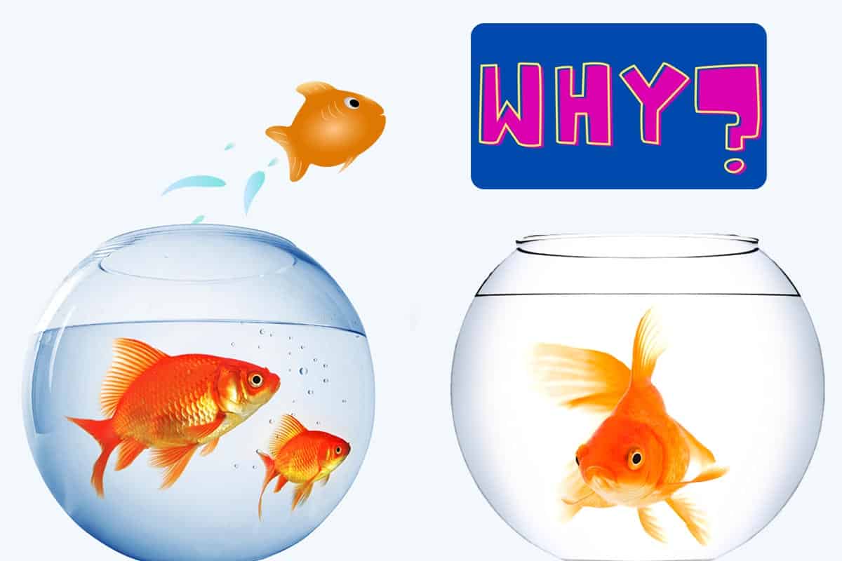 How To Stop Fish From Jumping Out Of The Tank Fish Caring Basics
