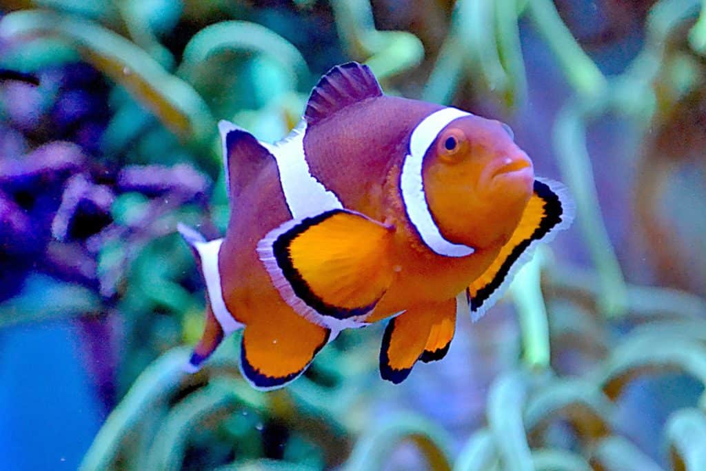 Taking Care Of Clownfish