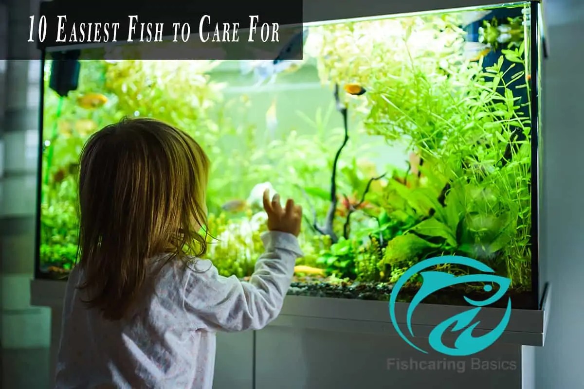 10 Easiest Fish to Care ForRevealed Fish Caring Basics