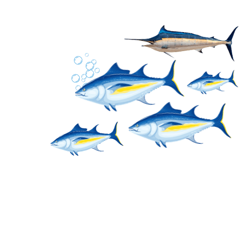 Greenstick fishing offers an alternative to longline fishing with