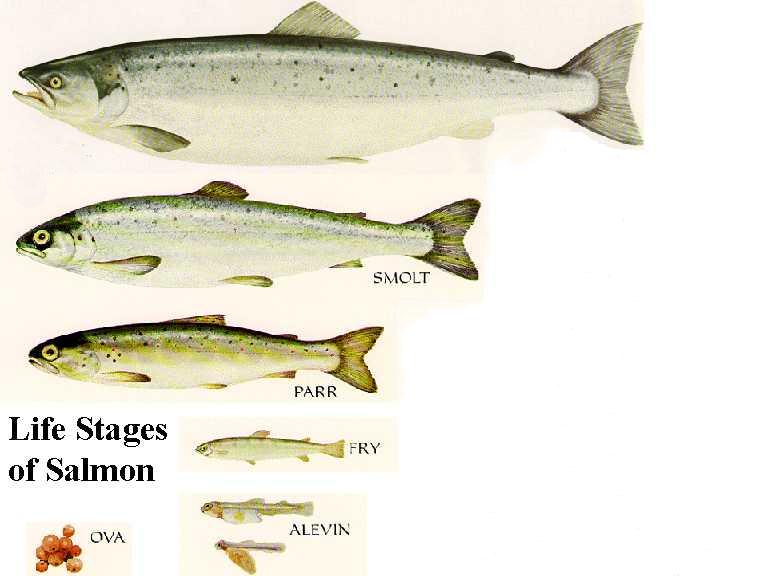 About Atlantic Salmon