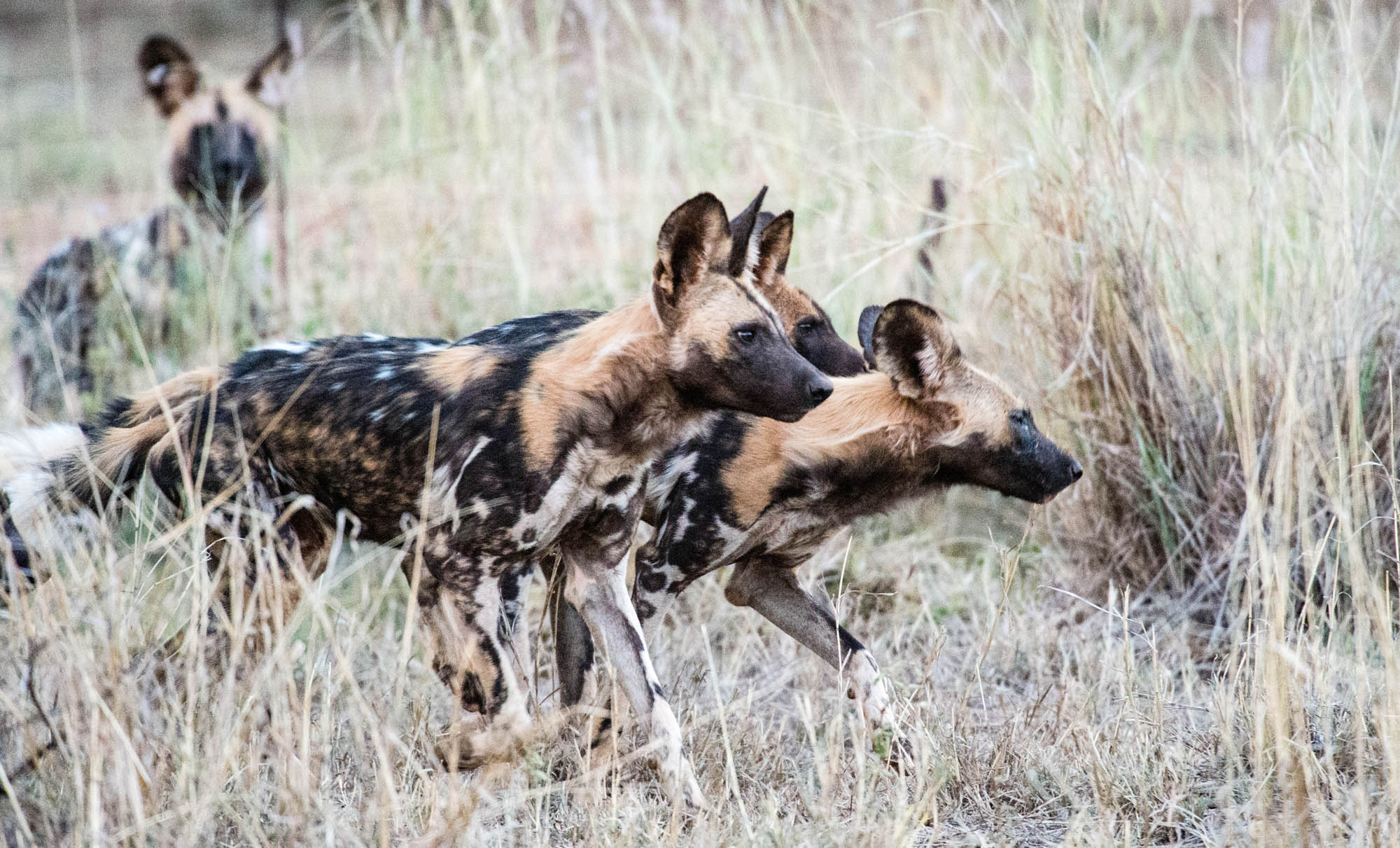 African Painted Dogs And Where To See Them Fish Eagle Safaris