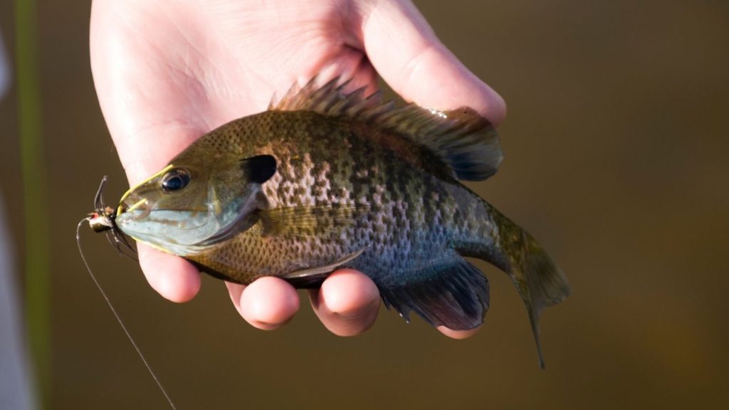 Catch More Catfish With the Best Catfish Bait Fished That