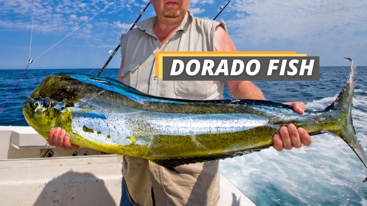Dorado Fish What You Need to Know to Catch Them Fished That