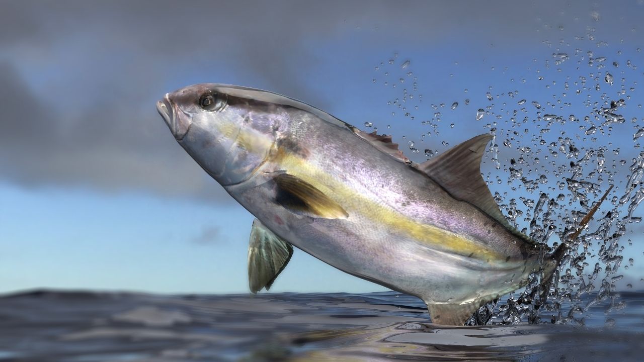 Yellowtail Fish Where to Catch and More Fished That