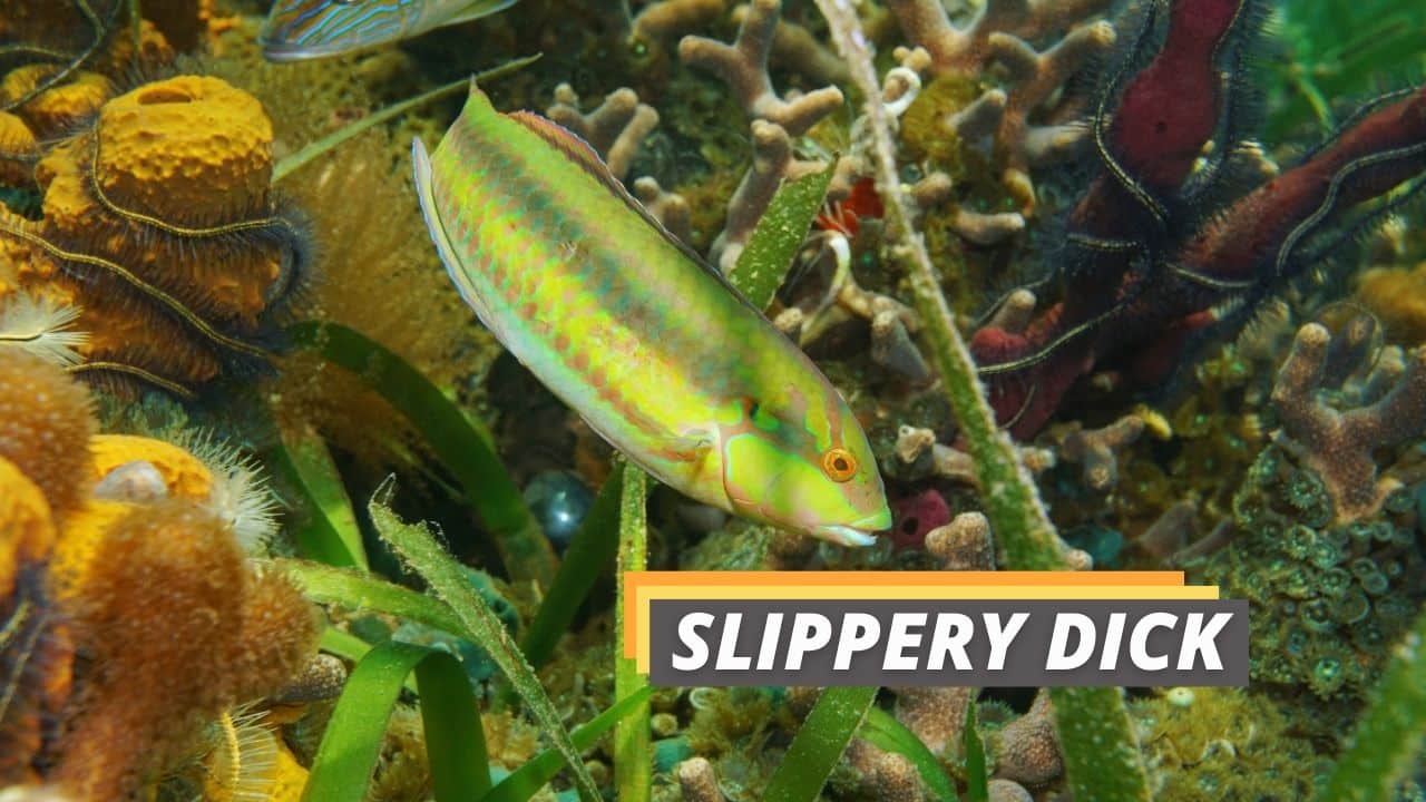 Slippery Dick Fish What You Need to Know Fished That