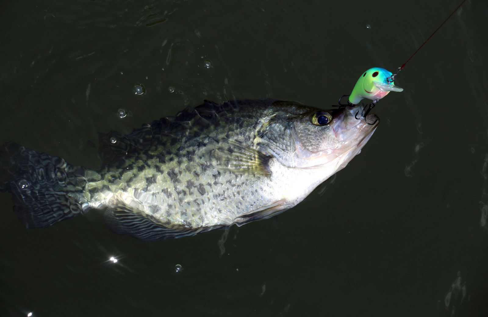 The Best Bait For Crappie Baits & Lures To Catch Crappie