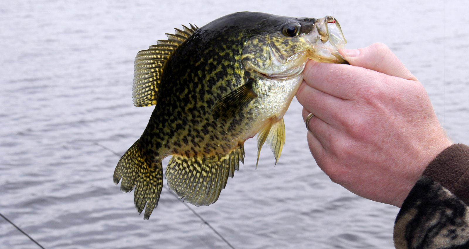 Summer Crappie Fishing Tips Fishermen's Angle